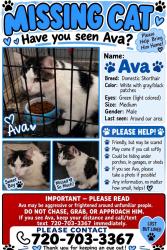 Lost Male Cat last seen Ran away late last night, Denver, CO 80205