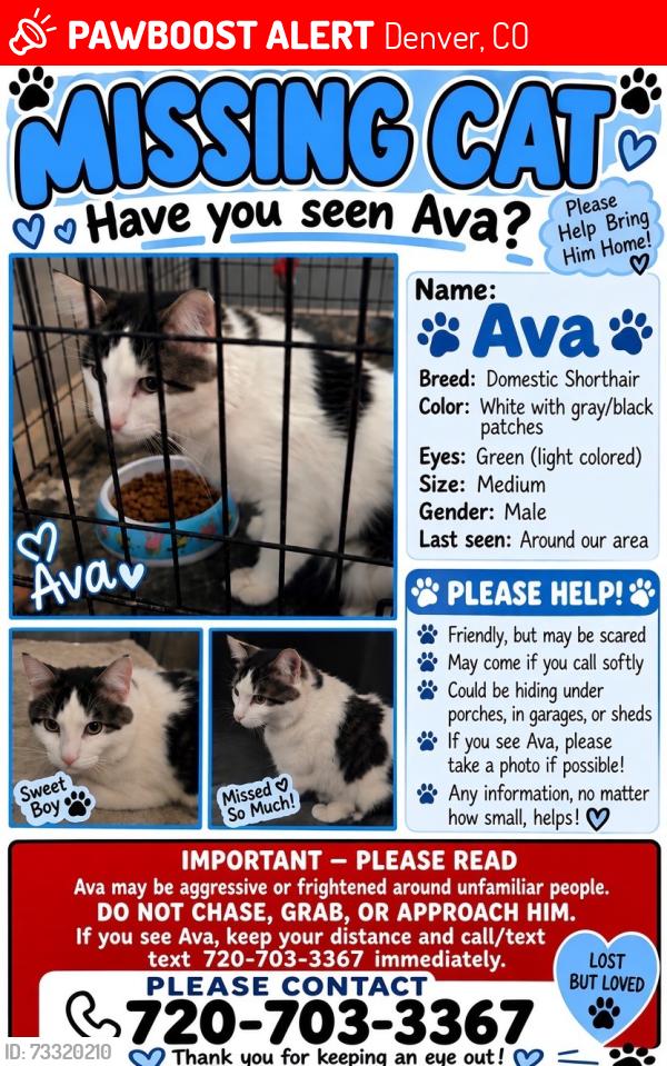 Lost Male Cat last seen Ran away late last night, Denver, CO 80205