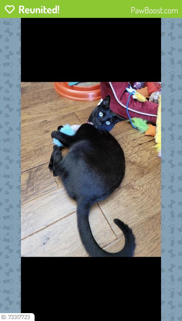 Reunited Female Cat last seen Tramway and montgomery, Albuquerque, NM 87111