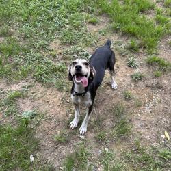 Reunited Female Dog last seen Hickory st, Conway, AR 72034