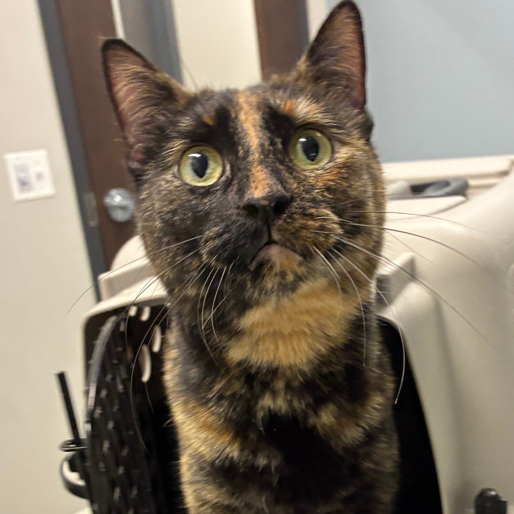 Shelter Stray Female Cat last seen , 1013 Garfield St, Oak Park, IL 60304, USA