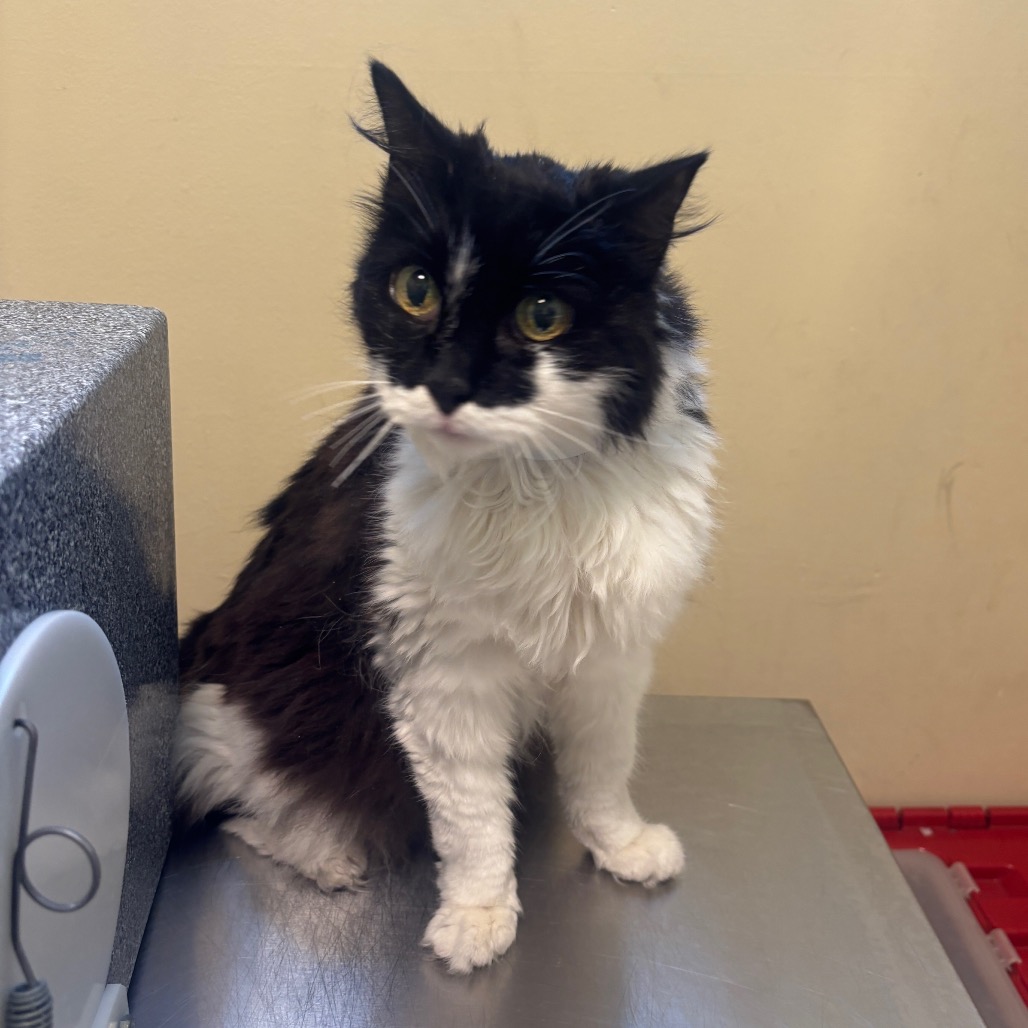 Shelter Stray Female Cat last seen , 361 S Raymond Ave, Pasadena, CA 91105, USA