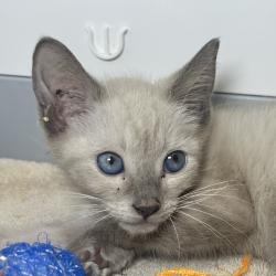 Shelter Stray Male Cat last seen , 4575 E Mesquite Ave, Palm Springs, CA 92264, USA