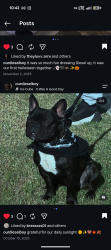 Reunited Male Dog last seen Calhon, Indio, CA 92201