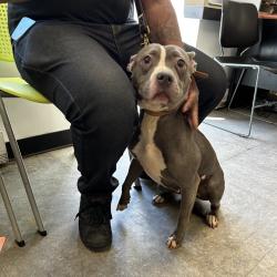 Shelter Stray Female Dog last seen , Animal Care & Control Team of Philly, 111 W Hunting Park Ave, Philadelphia, PA 19140, USA
