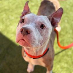 Shelter Stray Male Dog last seen , Animal Care & Control Team of Philly, 111 W Hunting Park Ave, Philadelphia, PA 19140, USA