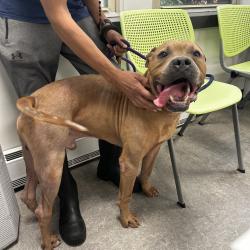 Shelter Stray Male Dog last seen , Animal Care & Control Team of Philly, 111 W Hunting Park Ave, Philadelphia, PA 19140, USA