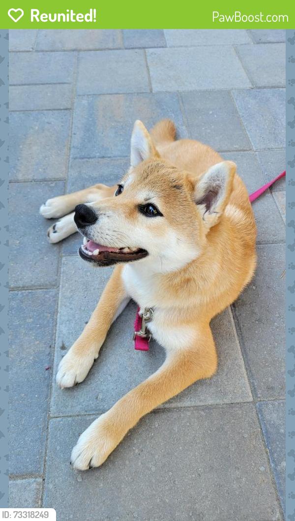 Reunited Male Dog last seen cabrillo x los padres, Santa Clara, CA 95050