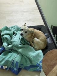 Reunited Female Dog last seen Copperhead Dr tucson Az, Tucson, AZ 85742