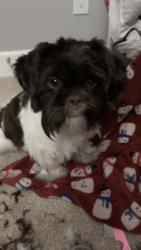 Reunited Female Dog last seen 200th st sw, Lynnwood, WA 98036