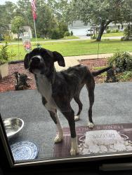 Found/Stray Male Dog last seen countryside Ct and Roberts Rd Newport NC 28570, Newport, NC 28570