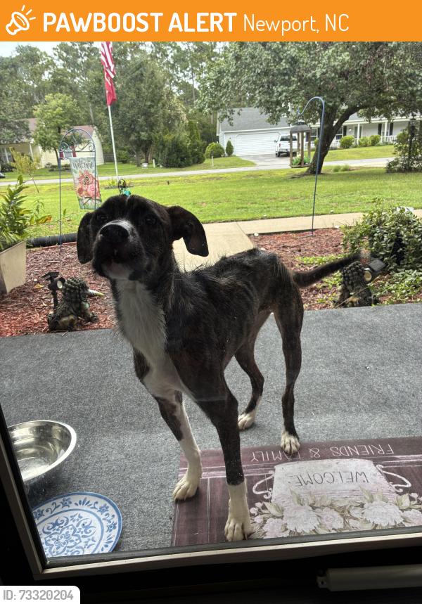 Found/Stray Male Dog last seen countryside Ct and Roberts Rd Newport NC 28570, Newport, NC 28570
