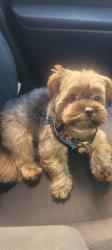 Reunited Male Dog last seen Irvine Turner Blvd, Newark, NJ 07103