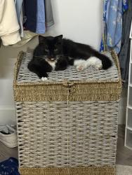 Lost Male Cat last seen Maple Run Drive and Westgate Village LNe, Spring, TX 77373