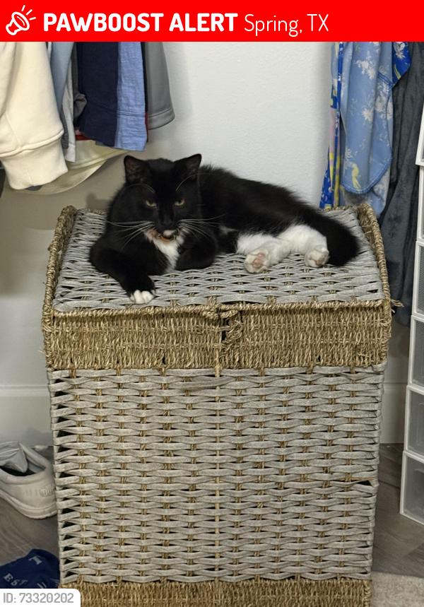Lost Male Cat last seen Maple Run Drive and Westgate Village LNe, Spring, TX 77373
