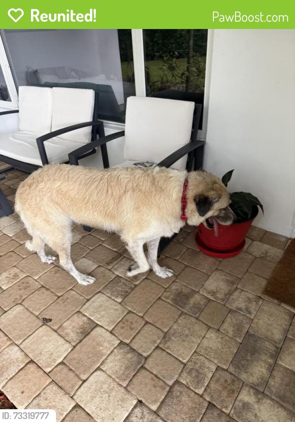 Reunited Male Dog last seen West side of 16th and Bayview, Fort Lauderdale, FL 33305