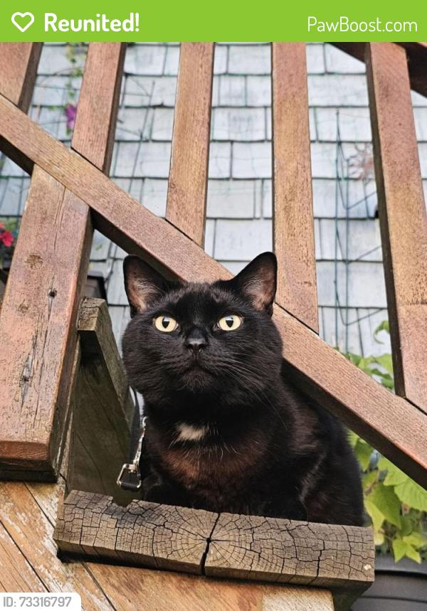 Reunited Male Cat last seen 5th ave and Semlin Drive, Vancouver, BC V5N 4R2