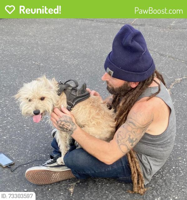 Reunited Male Dog last seen Hewes and Walnut, City of Orange, Orange, CA 92869