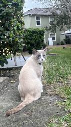 Lost Male Cat last seen Town center blvd, Orlando, FL 32824