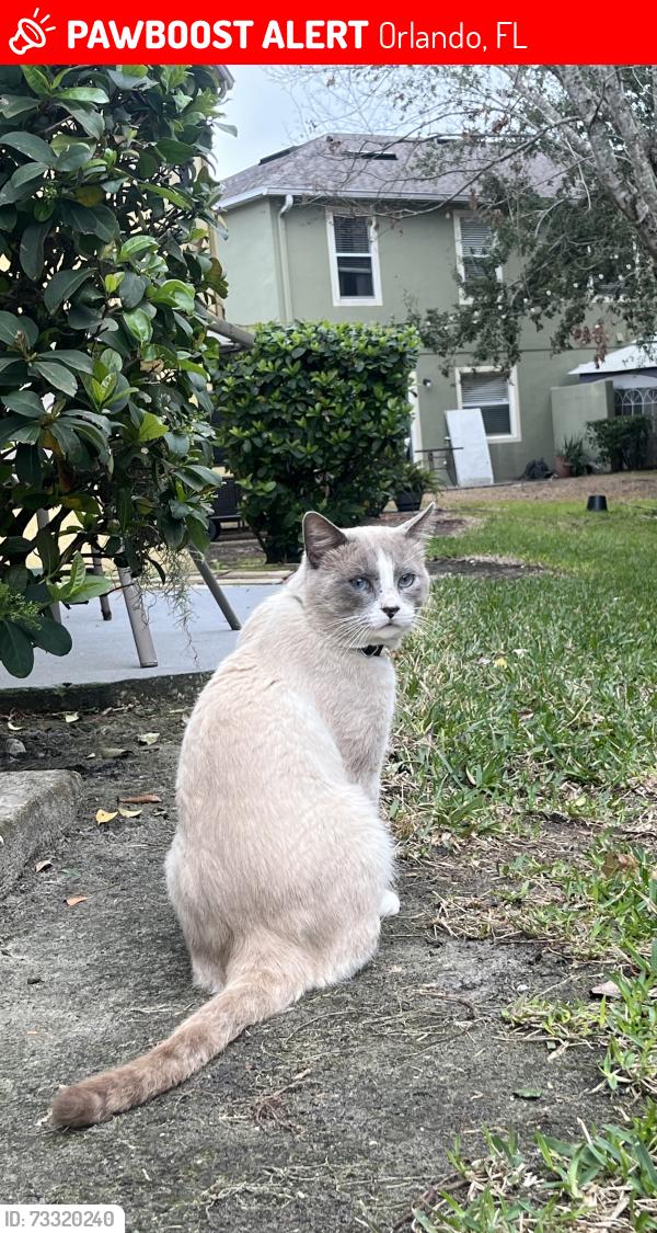 Lost Male Cat last seen Town center blvd, Orlando, FL 32824