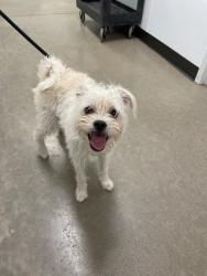 Shelter Stray Male Dog last seen Forest park, 8485 E Reno Ave, Midwest City, OK 73110, USA