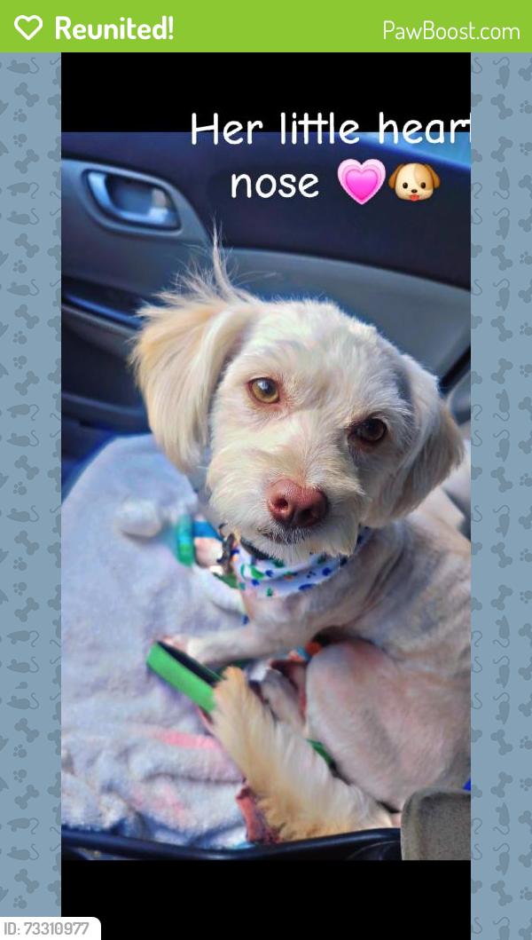 Reunited Female Dog last seen 31st ave & Deer Valley, Phoenix, AZ 85027