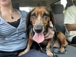 Found/Stray Unknown Dog last seen Reeser Road, Pine Crest, TN 37601
