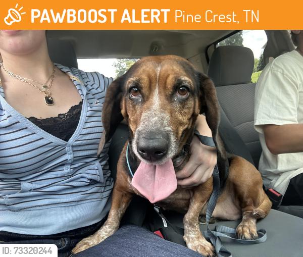 Found/Stray Unknown Dog last seen Reeser Road, Pine Crest, TN 37601