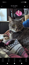 Reunited Female Cat last seen Near camp site 15, Santa Barbara County, CA 93436