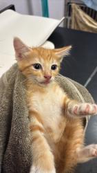 Shelter Stray Male Cat last seen Bexar County, 3353 Morningside Dr, New Braunfels, TX 78132, USA