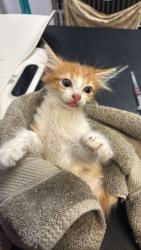 Shelter Stray Female Cat last seen Bexar County, 3353 Morningside Dr, New Braunfels, TX 78132, USA