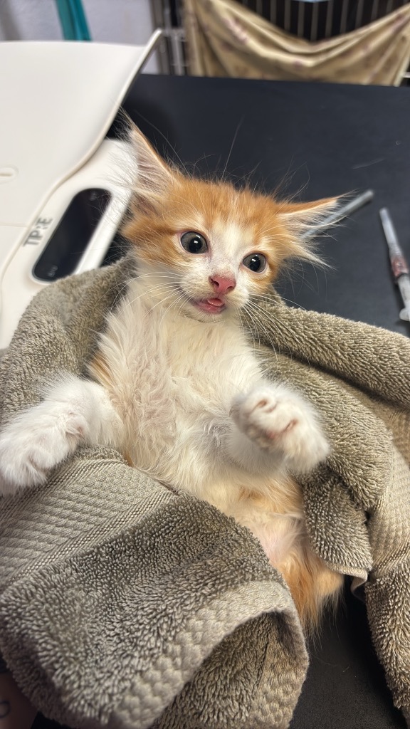 Shelter Stray Female Cat last seen Bexar County, 3353 Morningside Dr, New Braunfels, TX 78132, USA