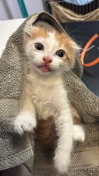Shelter Stray Male Cat last seen Bexar County, 3353 Morningside Dr, New Braunfels, TX 78132, USA