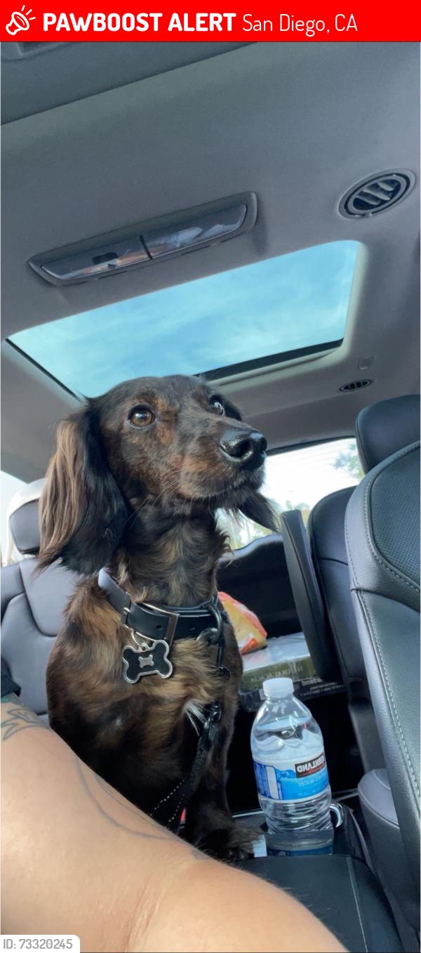 Lost Male Dog last seen Manzana way, San Diego, CA 92139