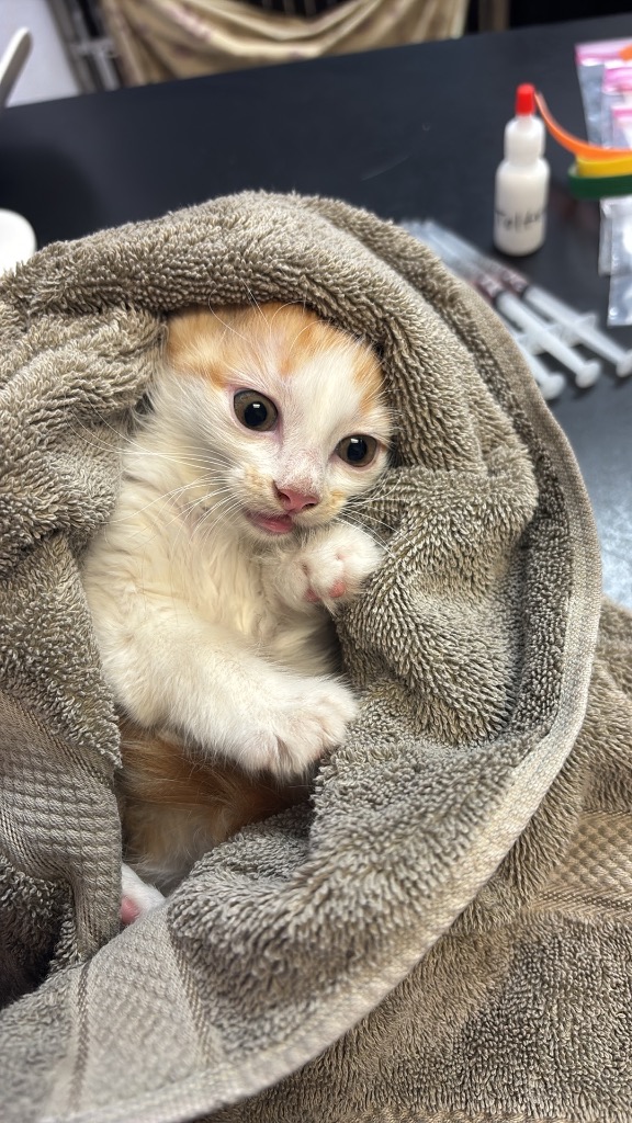Shelter Stray Female Cat last seen Bexar County, 3353 Morningside Dr, New Braunfels, TX 78132, USA