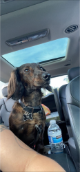 Lost Male Dog last seen Manzana way, San Diego, CA 92139