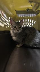 Shelter Stray Female Cat last seen Bexar County, 3353 Morningside Dr, New Braunfels, TX 78132, USA