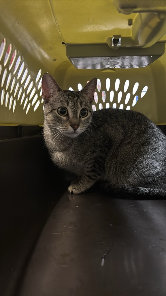 Shelter Stray Female Cat last seen Bexar County, 3353 Morningside Dr, New Braunfels, TX 78132, USA