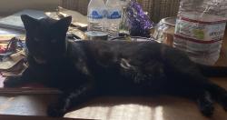 Lost Male Cat last seen Bollenbacher and Kelton rd 92114, San Diego, CA 92114