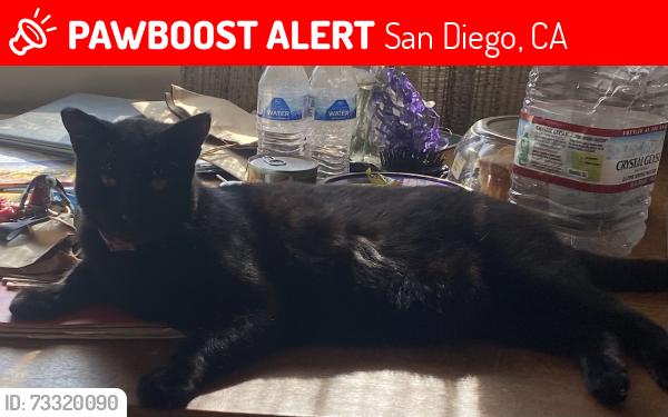 Lost Male Cat last seen Bollenbacher and Kelton rd 92114, San Diego, CA 92114