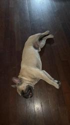 Reunited Male Dog last seen Long Beach blvd and 20th, Long Beach, CA 90831