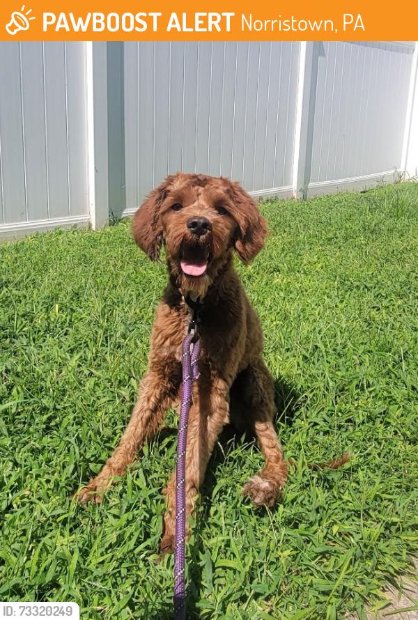 Found/Stray Male Dog last seen East Airy St, Norristown, PA 19401
