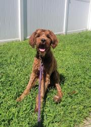 Found/Stray Male Dog last seen East Airy St, Norristown, PA 19401