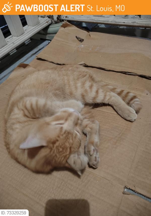 Found/Stray Male Cat last seen Near California Ave, St. Louis, MO 63104, St. Louis, MO 63104