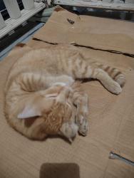 Found/Stray Male Cat last seen Near California Ave, St. Louis, MO 63104, St. Louis, MO 63104