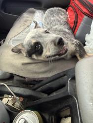 Reunited Female Dog last seen Near Mirasol Ave NW, Albuquerque, NM 87120, USA, Albuquerque, NM 87120