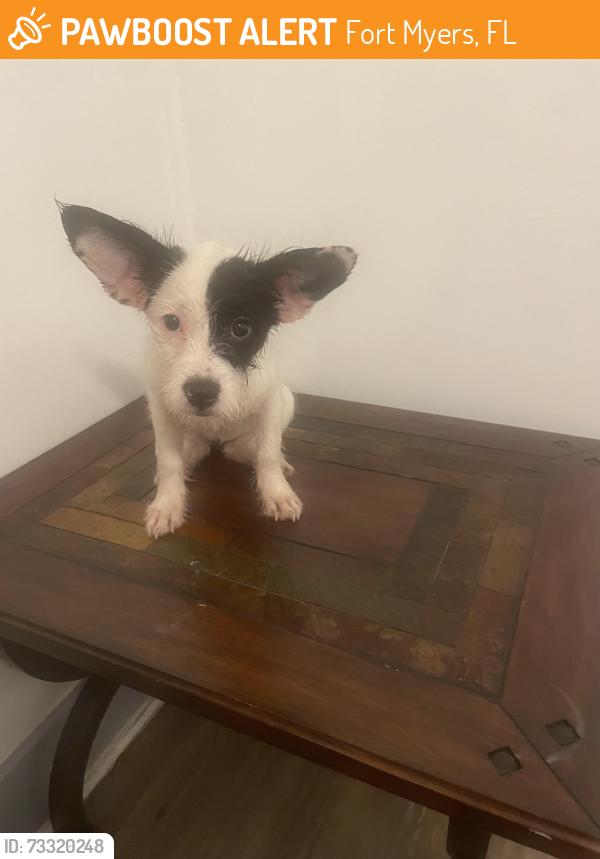 Found/Stray Unknown Dog last seen Close Terry Park, Fort Myers, FL 33936