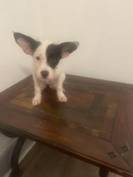 Found/Stray Unknown Dog last seen Close Terry Park, Fort Myers, FL 33936