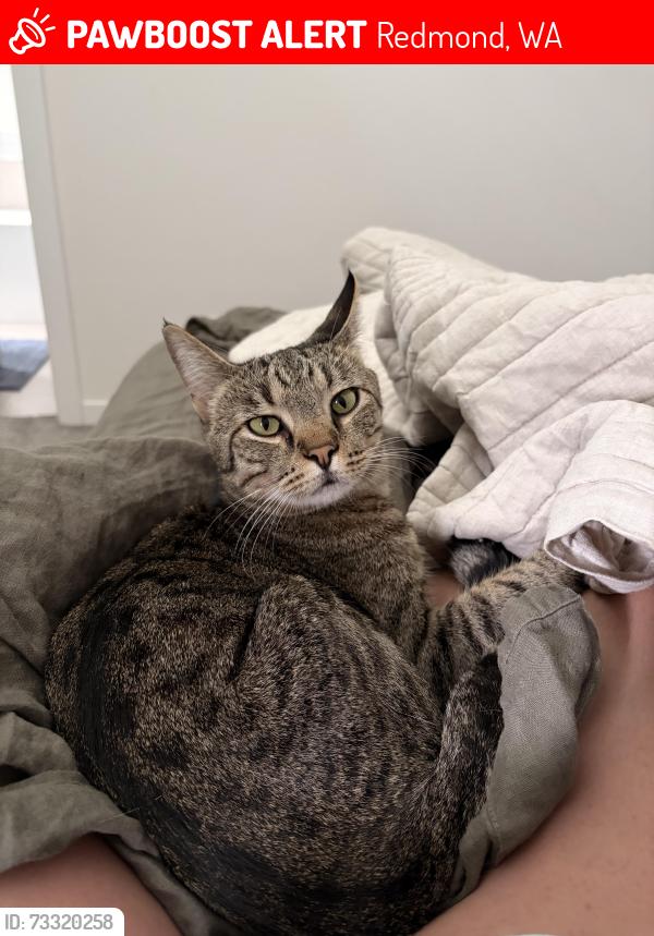 Lost Male Cat last seen 166th Ave NE/ 92nd Pl NE, Redmond, WA 98052