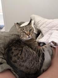 Lost Male Cat last seen 166th Ave NE/ 92nd Pl NE, Redmond, WA 98052